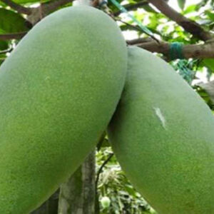 ফজলি আম