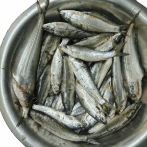 টাটকিনি মাছ